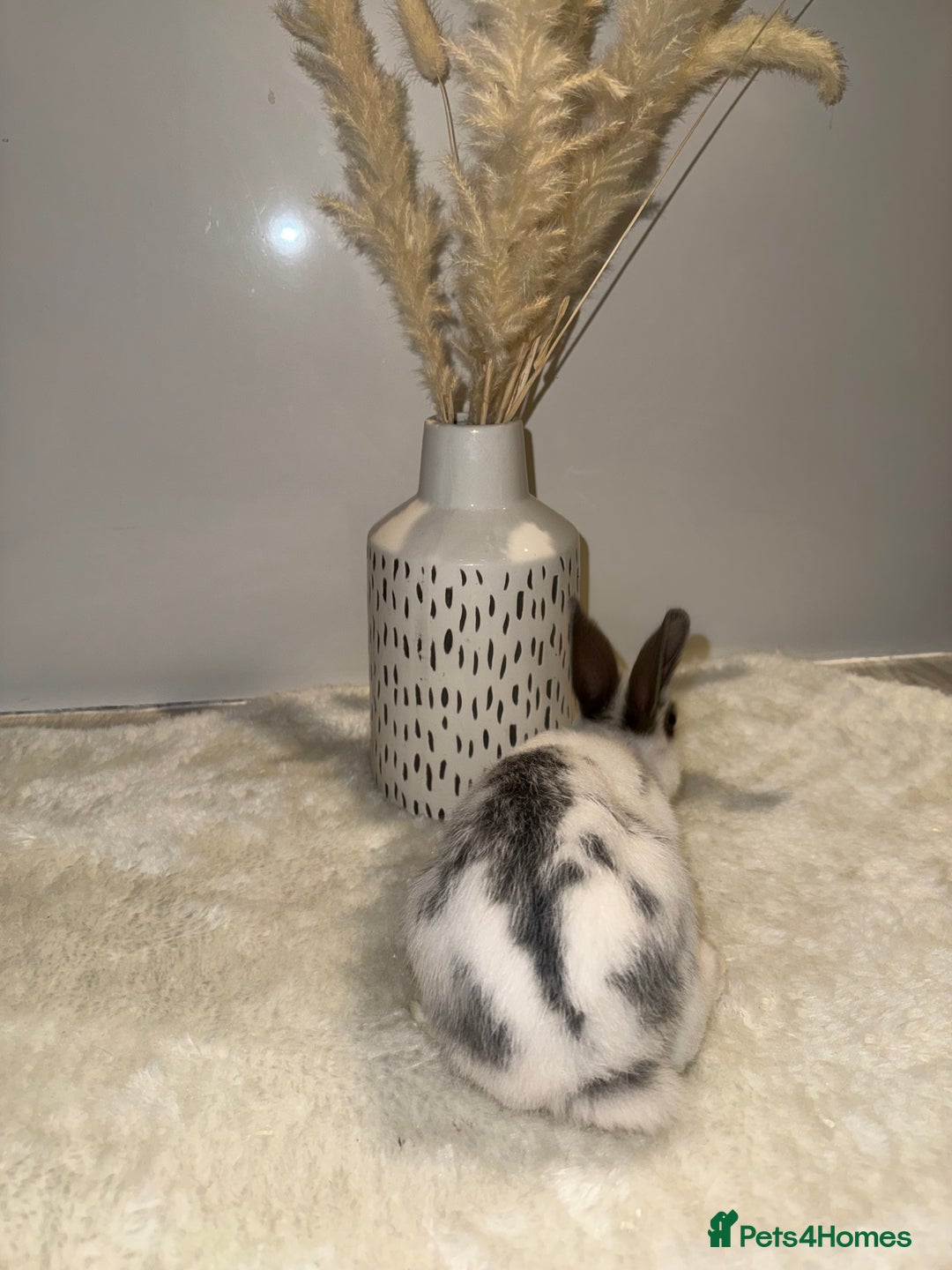 Mixed Breed rabbits for sale: Mixed Mini Rex breed  - Advert 5