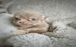 Chihuahua dogs for sale: 🐾 Exceptional lilac Chihuahua Puppies for Sale 🐾 - Image 1