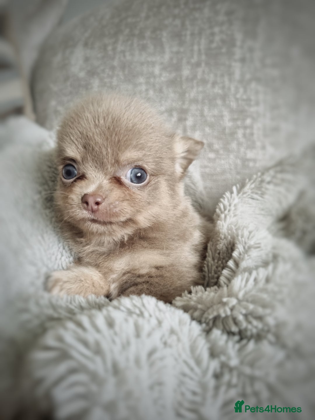 Chihuahua dogs for sale: 🐾 Exceptional lilac Chihuahua Puppies for Sale 🐾 - Image 1