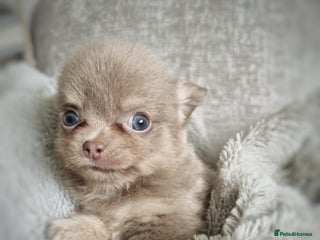 Chihuahua dogs - Advert 9