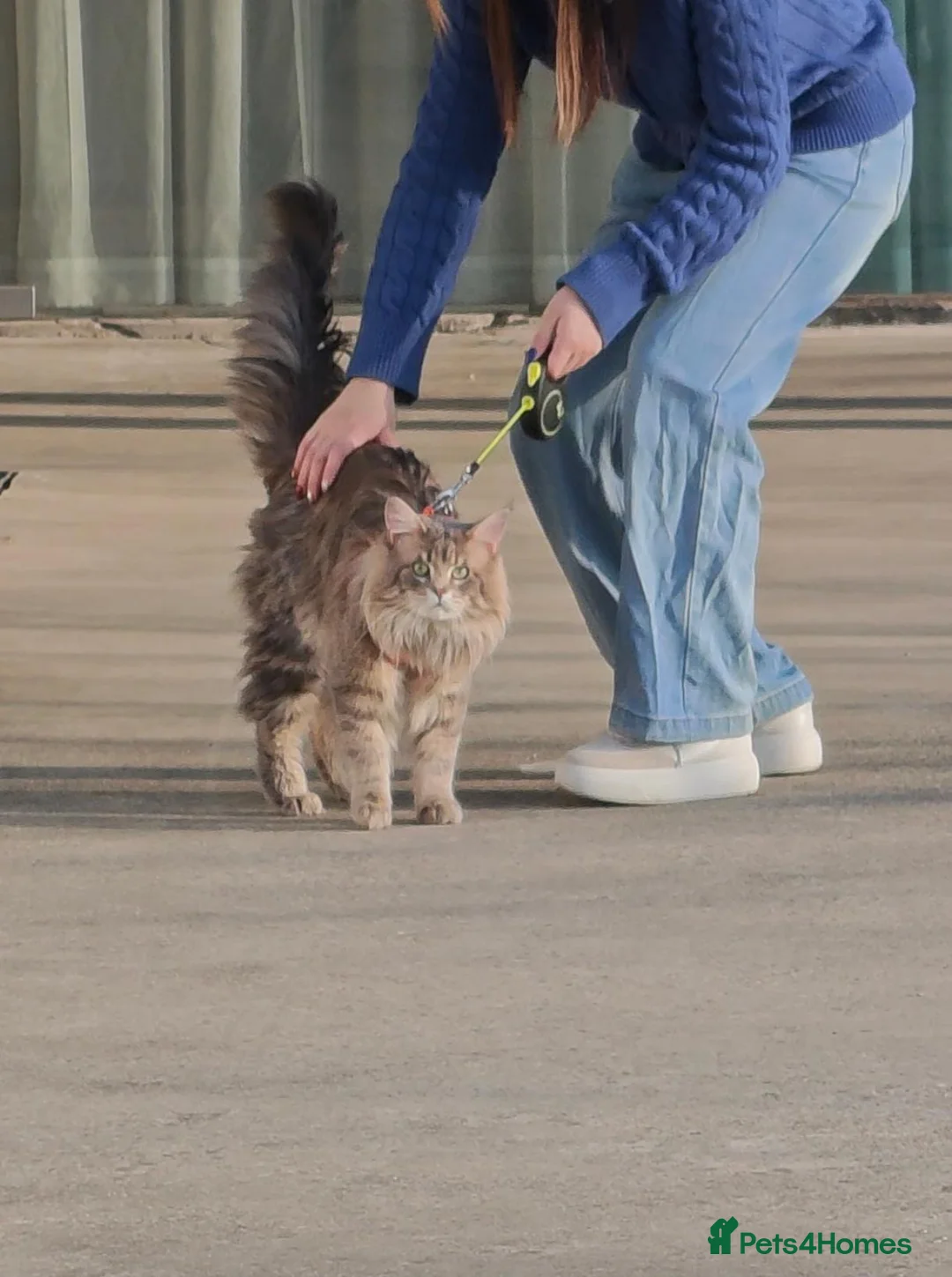 Norwegian Forest Cat cats for sale: Mash – A Sweet Boy Seeking a Loving Home - Advert 5