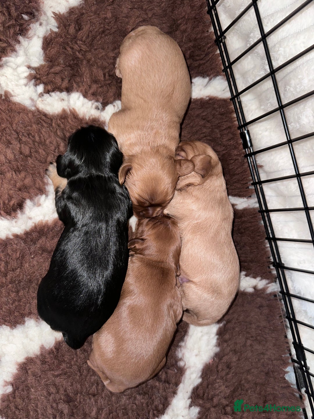 Cavalier King Charles Spaniel dogs for sale: ✨Cavalier King Charles Spaniel Puppies ✨ - Advert 4