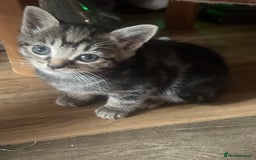 Mixed Breed cats for sale: 6 playful kittens - Image 7