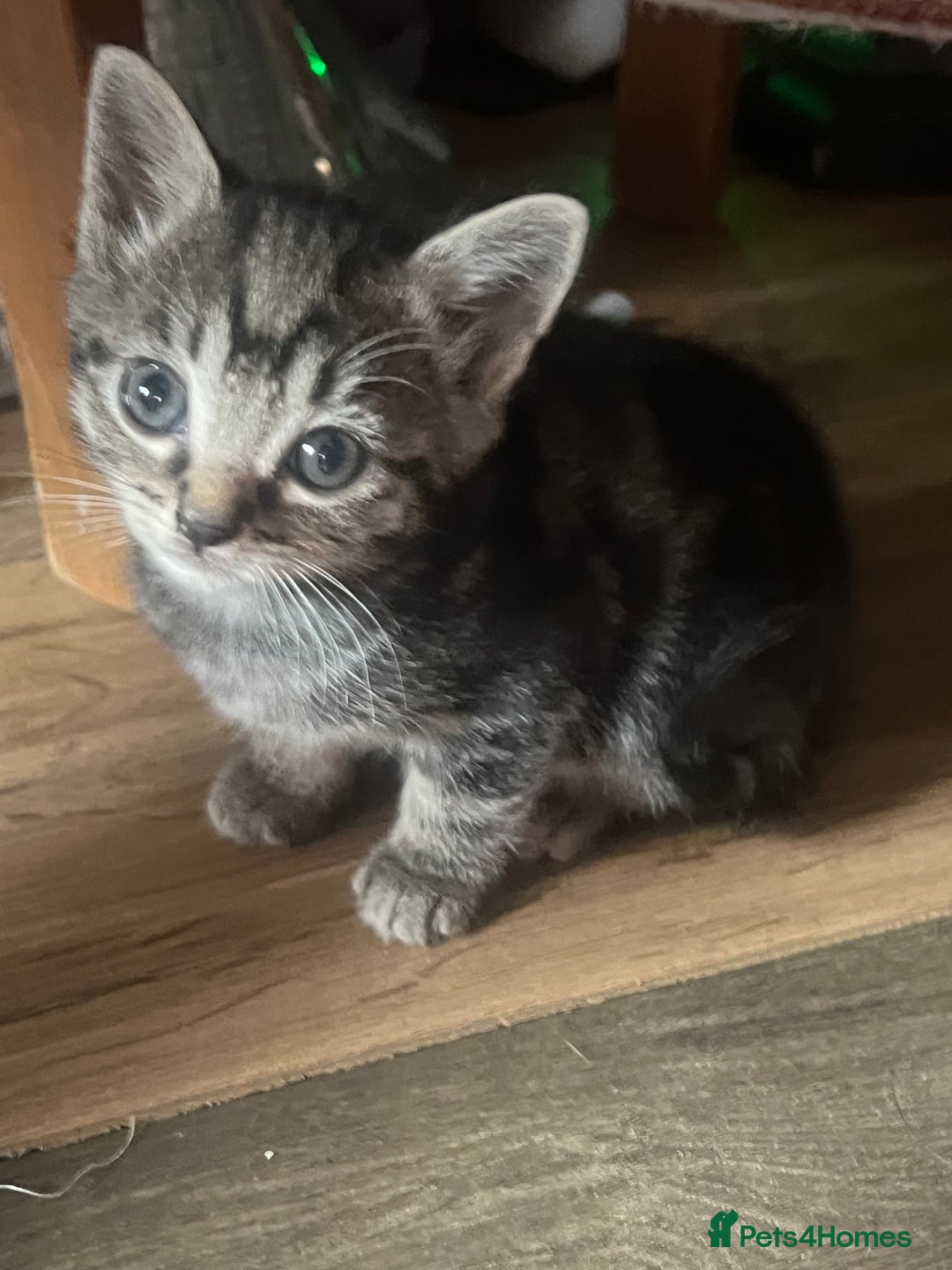 Mixed Breed cats for sale: 6 playful kittens - Image 7