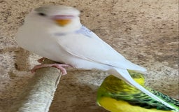 Budgerigars birds for sale: Beautiful Budgies - Image 5