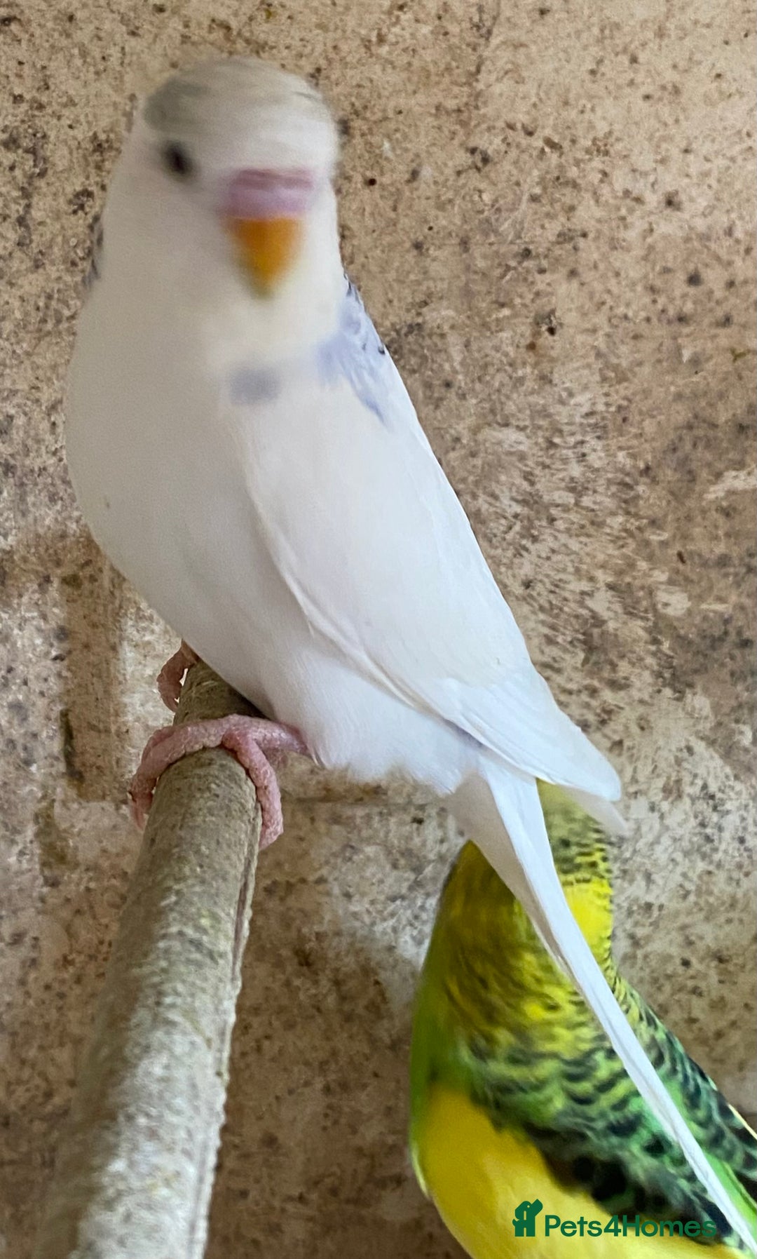 Budgerigars birds for sale: Beautiful Budgies - Image 5