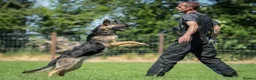 German Shepherd dogs for sale: KC registered GSD dog from old bloodlines  - Advert 2