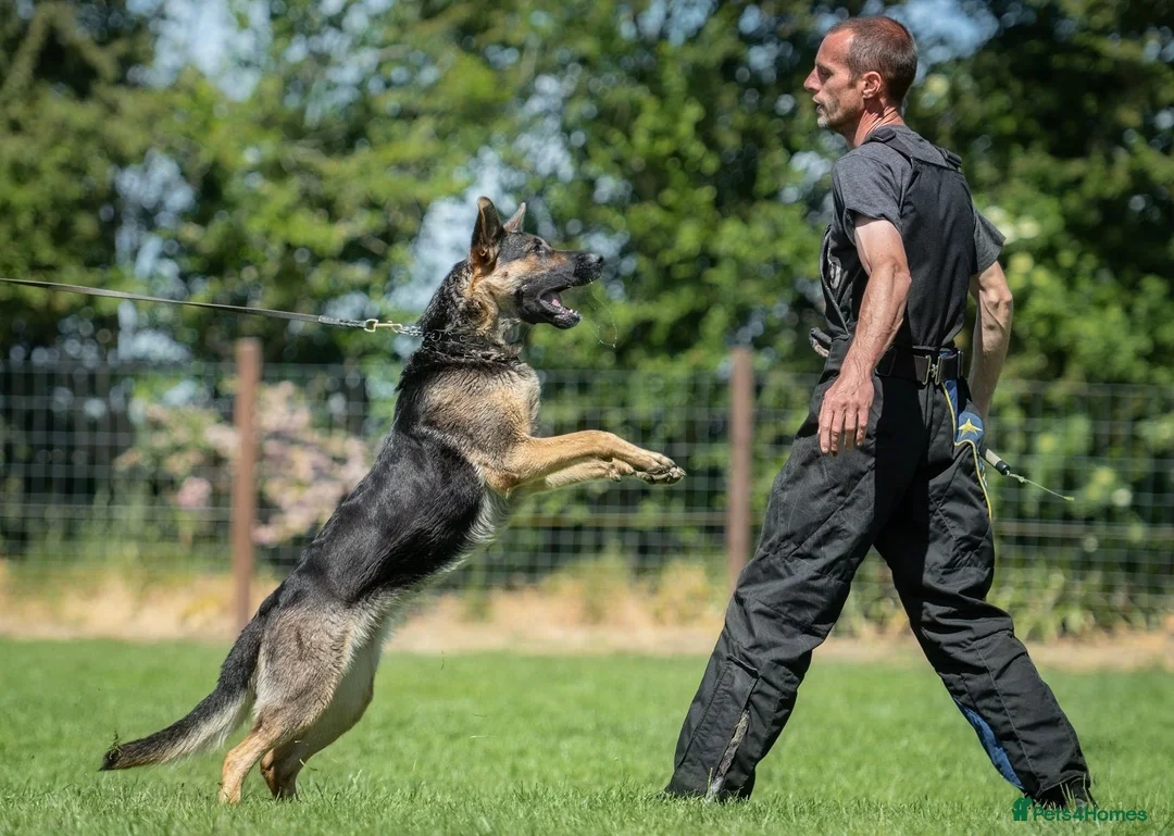 German Shepherd dogs for sale: KC registered GSD dog from old bloodlines  - Advert 2
