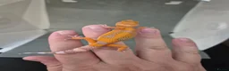 Leopard Gecko reptiles for sale: Baby leooard geckos for sale  - Advert 2