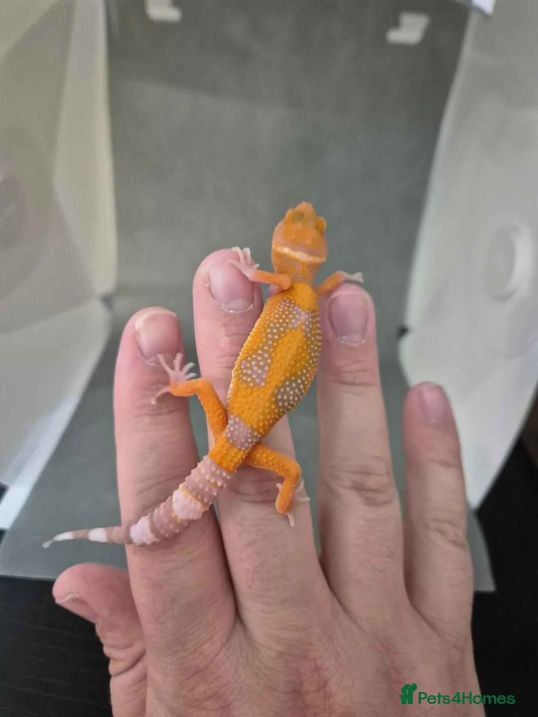 Leopard Gecko reptiles for sale: Baby leooard geckos for sale  - Advert 2