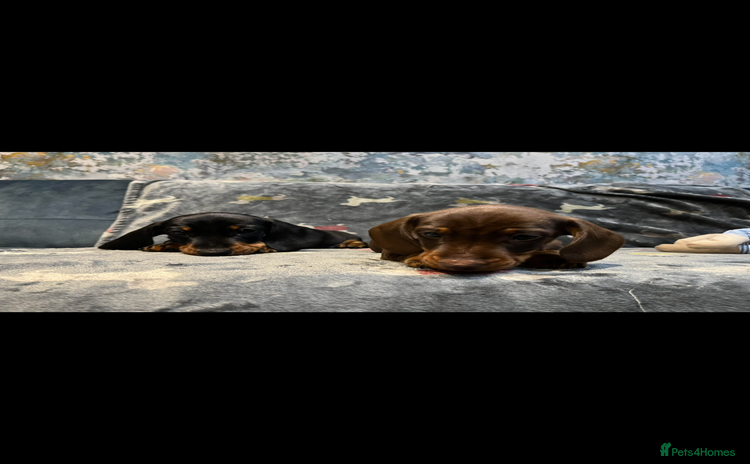 Dachshund dogs - Advert 1