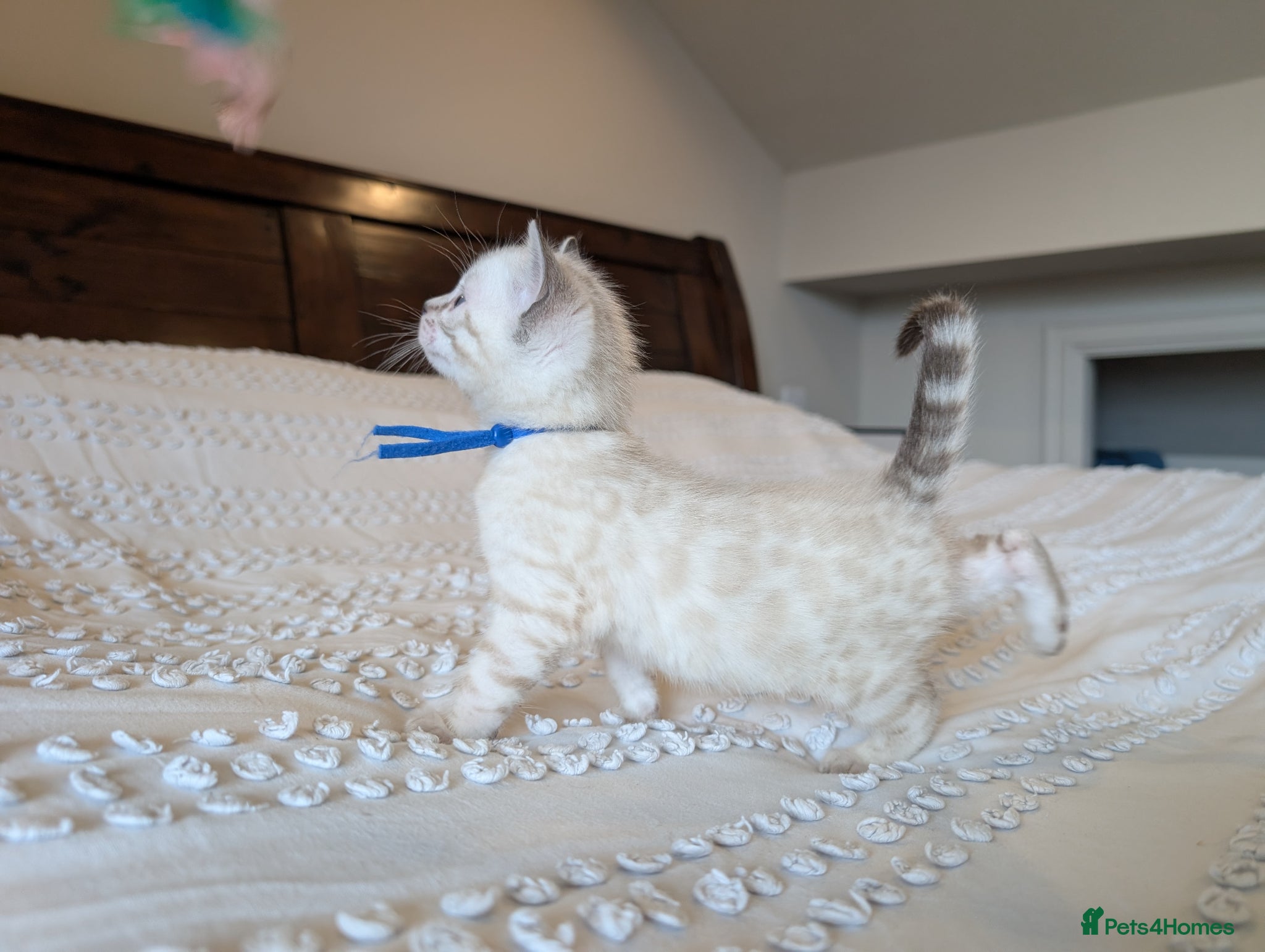 Bengal cats for sale: 🖤🤎🤍 ADORABLE BENGAL KITTENS 🤍🤎🖤 - Advert 2