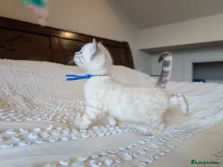 Bengal cats for sale: 🖤🤎🤍 ADORABLE BENGAL KITTENS 🤍🤎🖤 - Advert 2