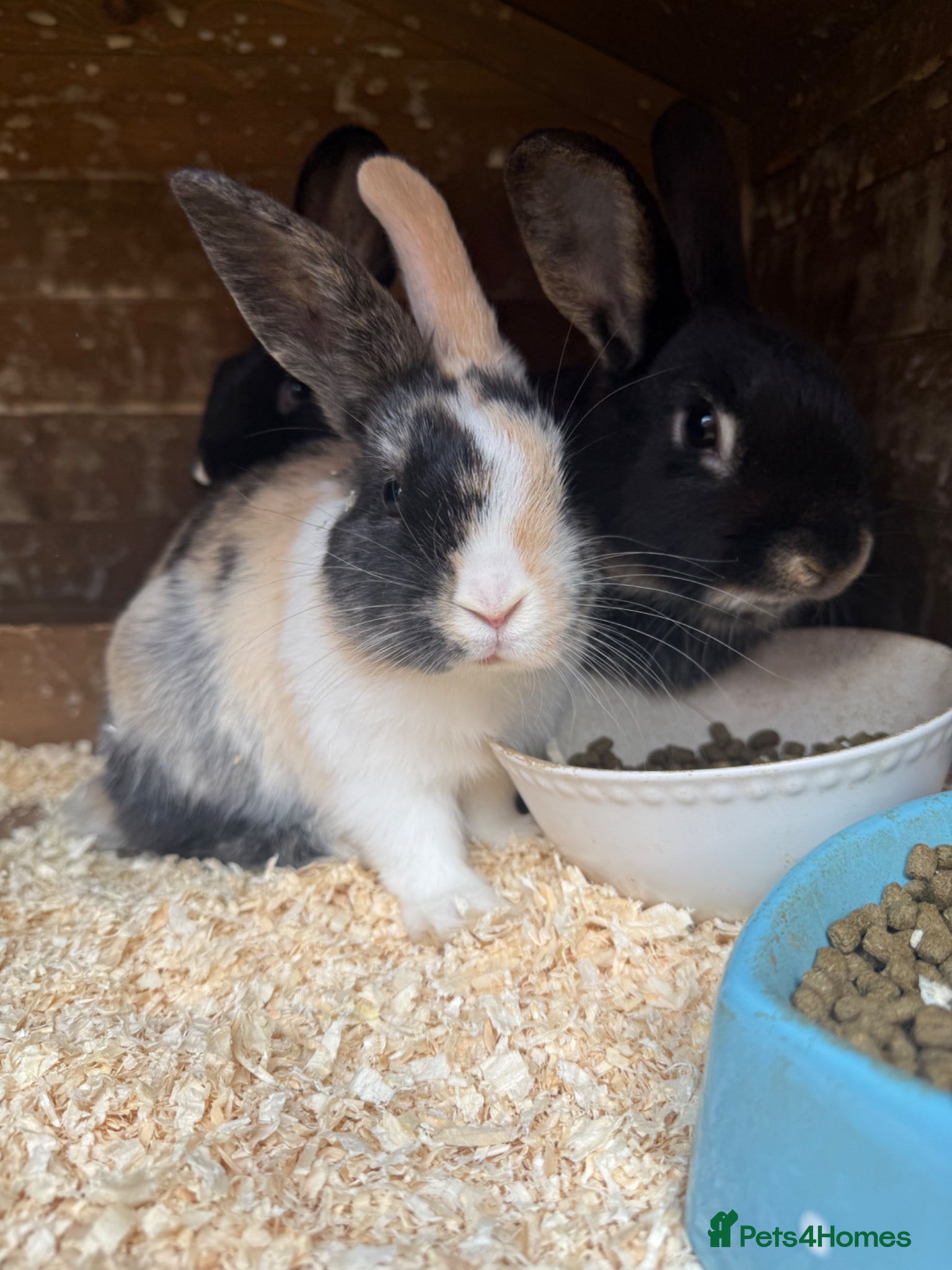 Mixed Breed rabbits Baby Bunnies for sale - SERIOUS ENQUIRIES ONLY - Advert 1