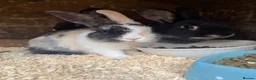Mixed Breed rabbits for sale: Baby Bunnies for sale - SERIOUS ENQUIRIES ONLY in Nuneaton - Advert 1