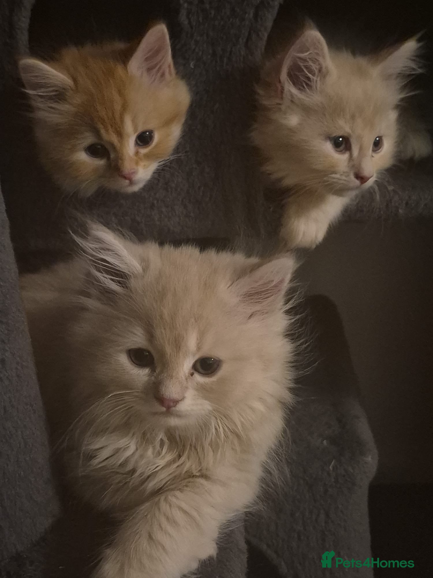 Siberian cats 6 beautiful Siberian kittens  - Advert 3
