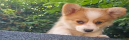 Welsh Corgi Pembroke dogs for sale: Corgi Puppies for Loving Homes – 1 Male, 1 Females - Advert 17