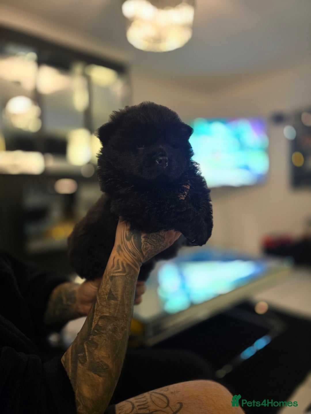 Chow Chow dogs for sale: Stunning babies  - Advert 7