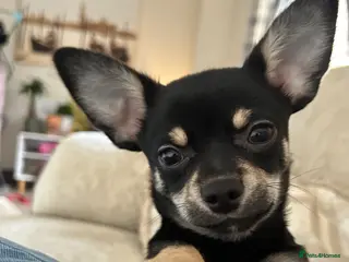 Chihuahua dogs ** chihuahua - Advert 18