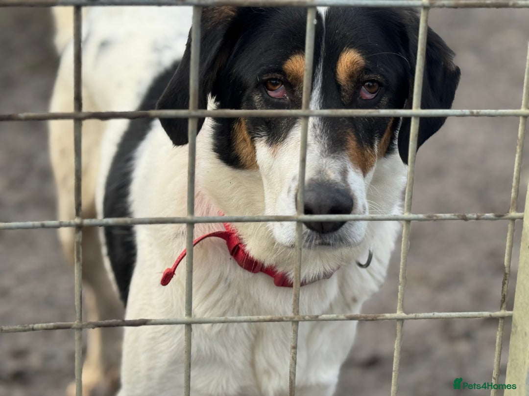 Mixed Breed dogs for adoption: Treacle is waiting for someone to love him 💔 - Advert 10