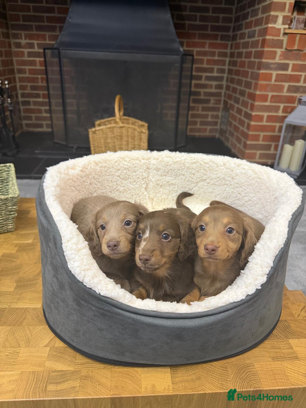 Miniature Dachshund dogs Longcoat Miniature Dachshunds  - Advert 1