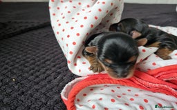 Yorkshire Terrier dogs for sale:  Yorkshire terriers🐶Kc.reg.💙1 BOY available 🧡💚 - Image 14