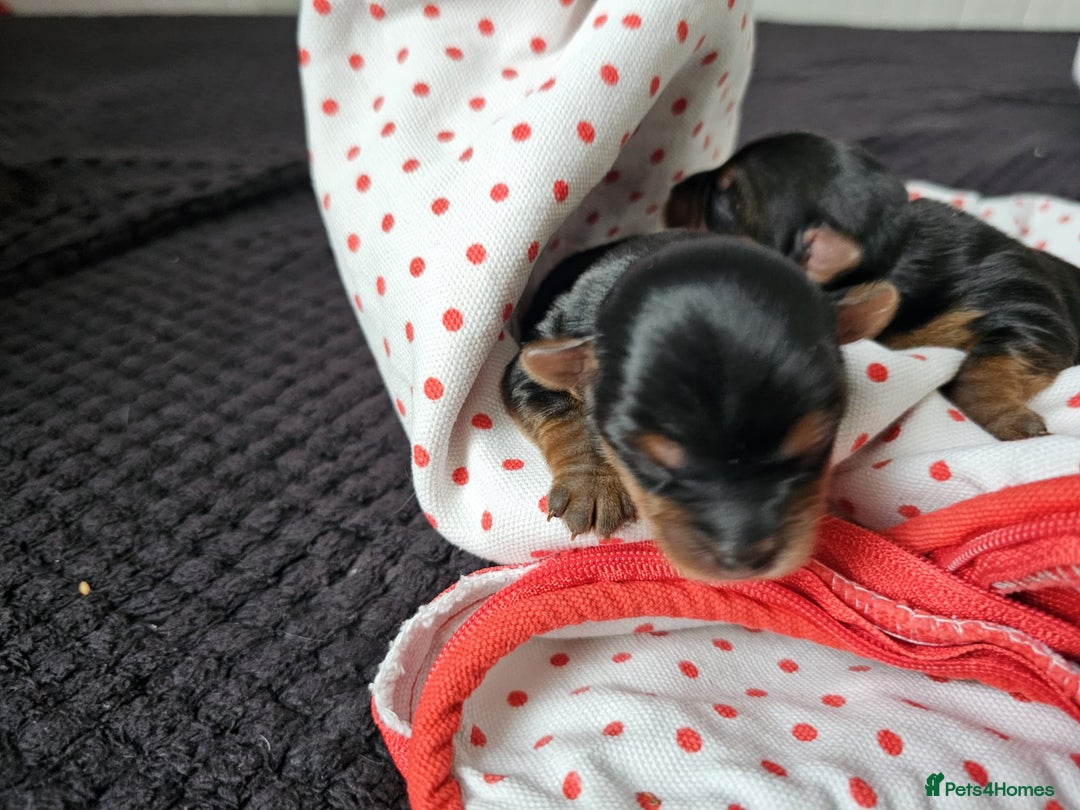 Yorkshire Terrier dogs for sale:  Yorkshire terriers🐶Kc.reg.💙1 BOY available 🧡💚 - Image 14