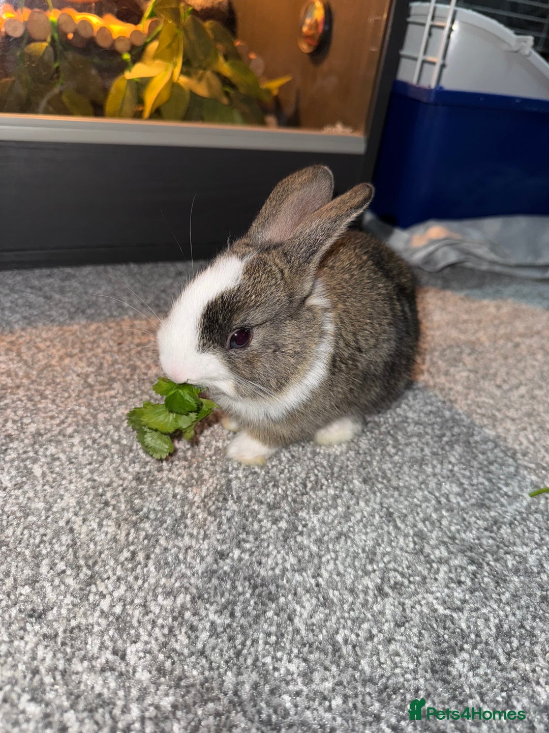 Dutch rabbits for sale: Baby Rabbits - Advert 5