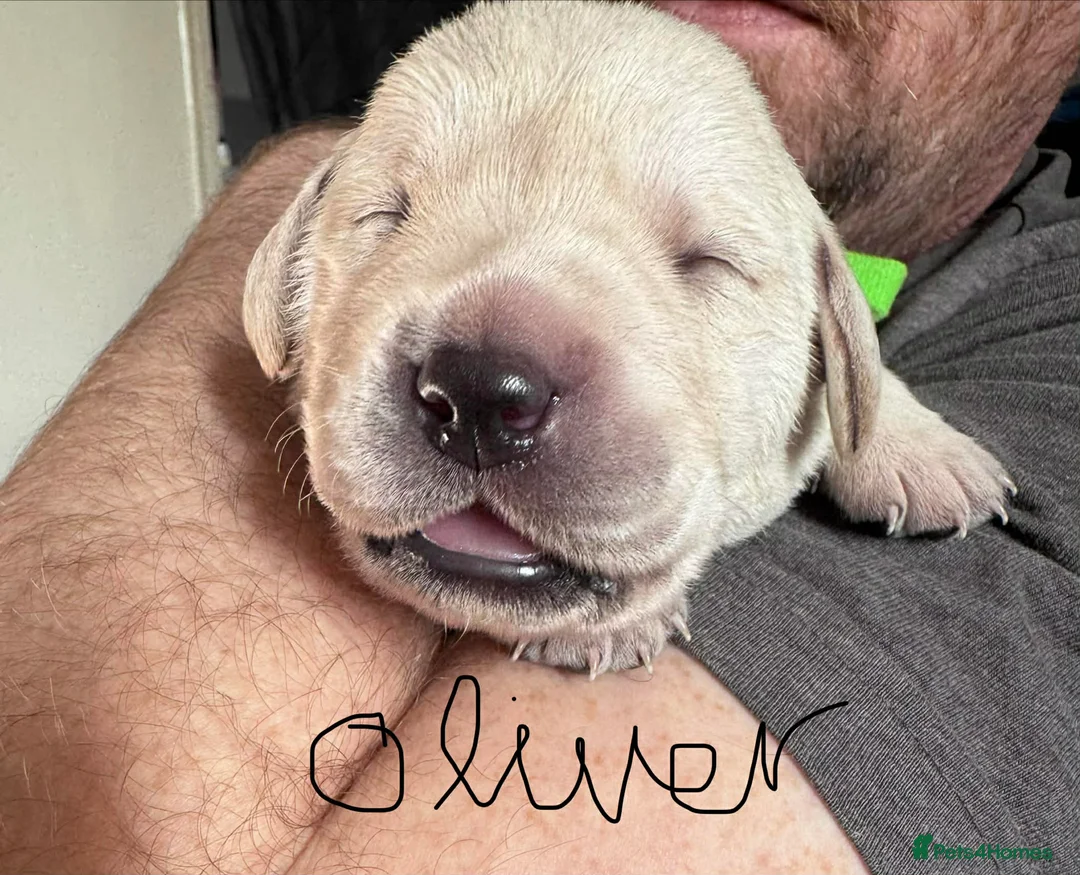 Labrador Retriever dogs for sale: Labrador puppys - Advert 5