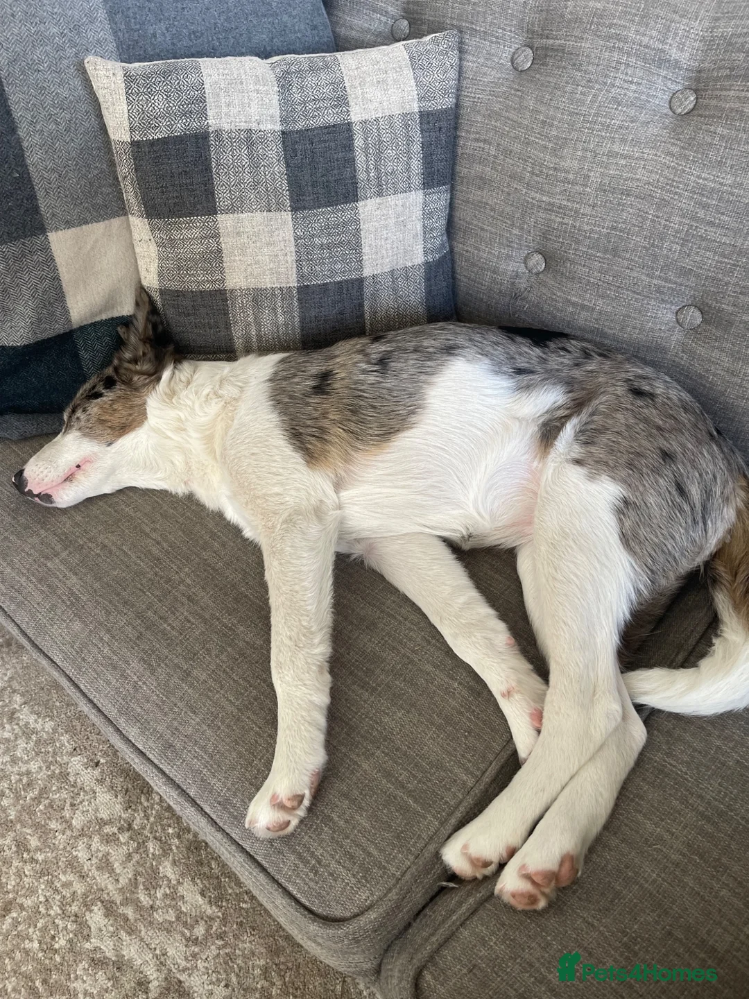 Border Collie dogs for sale: Blue merl border collie - Advert 2