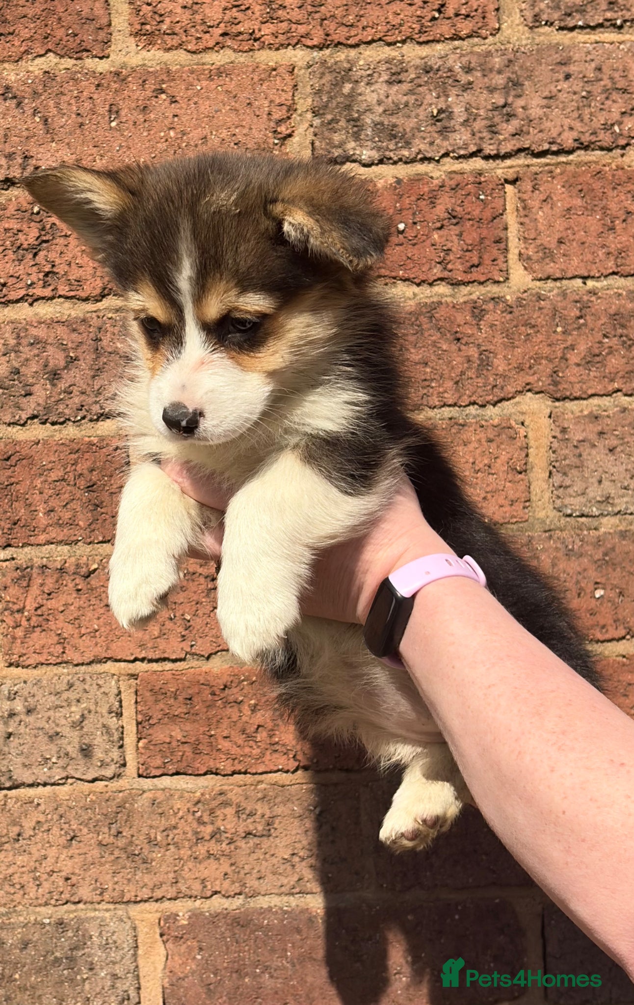Welsh Corgi Pembroke dogs Beautiful Pembrokeshire corgi pups READY NOW! - Advert 2