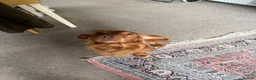 Cocker Spaniel dogs for sale: Rehoming my Wonderful Spaniel - Advert 2