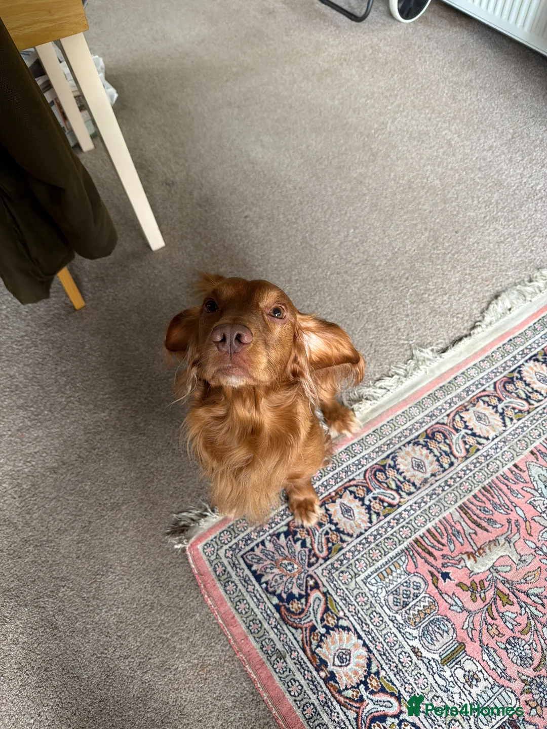 Cocker Spaniel dogs for sale: Rehoming my Wonderful Spaniel - Advert 2