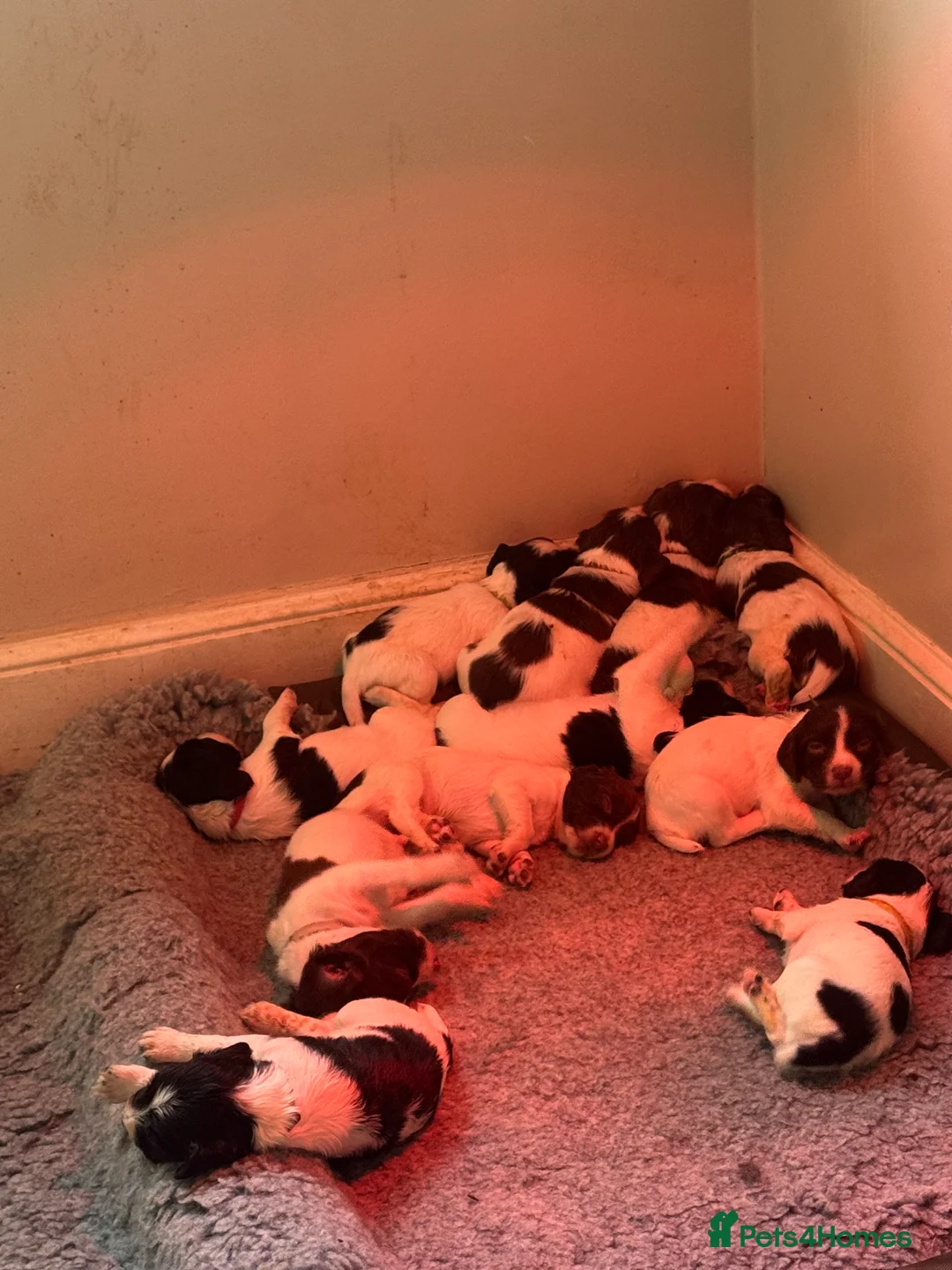 English Springer Spaniel dogs for sale: British springer spaniel - Advert 2