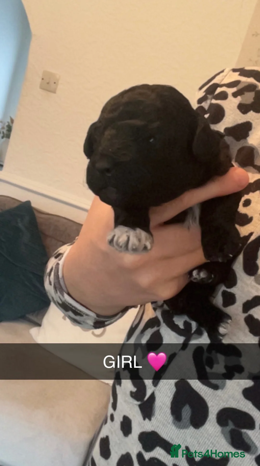 Toy Poodle dogs for sale: Toy poodle puppies  in Ashington - Advert 4