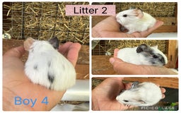 Guinea Pig rodents for sale: Beautiful baby guinea pigs  - Image 8