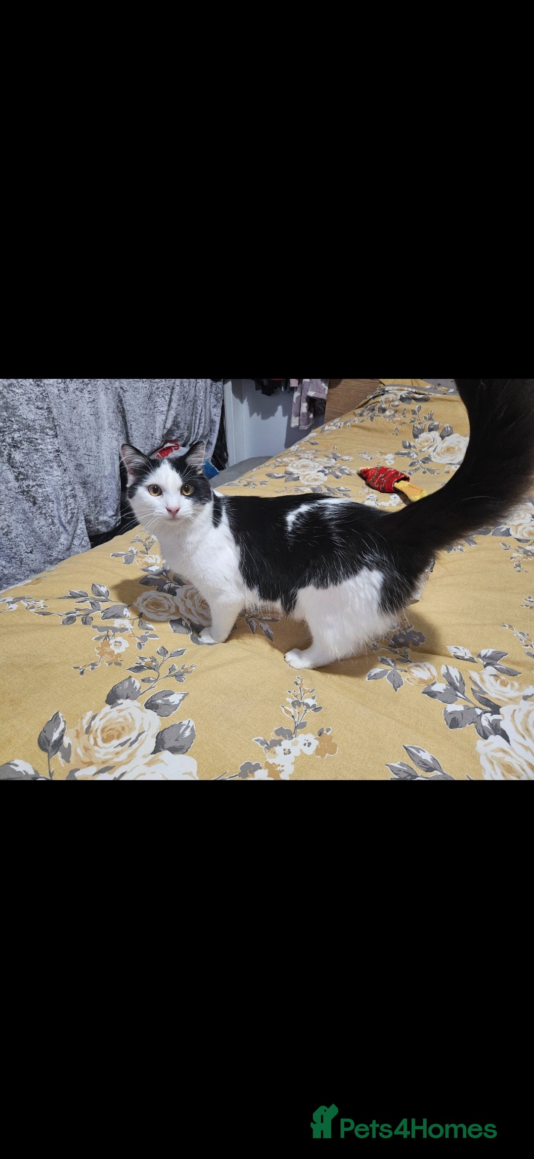Mixed Breed cats for sale: Handsome Male Cat - Advert 4