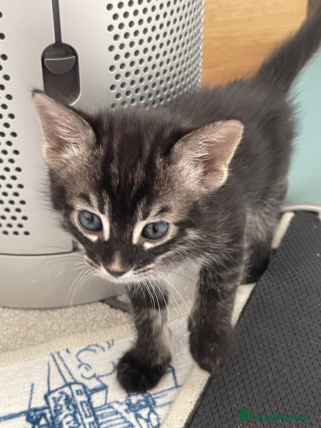 Bengal cats for sale: Adorable kittens looking for their forever homes  - Image 13