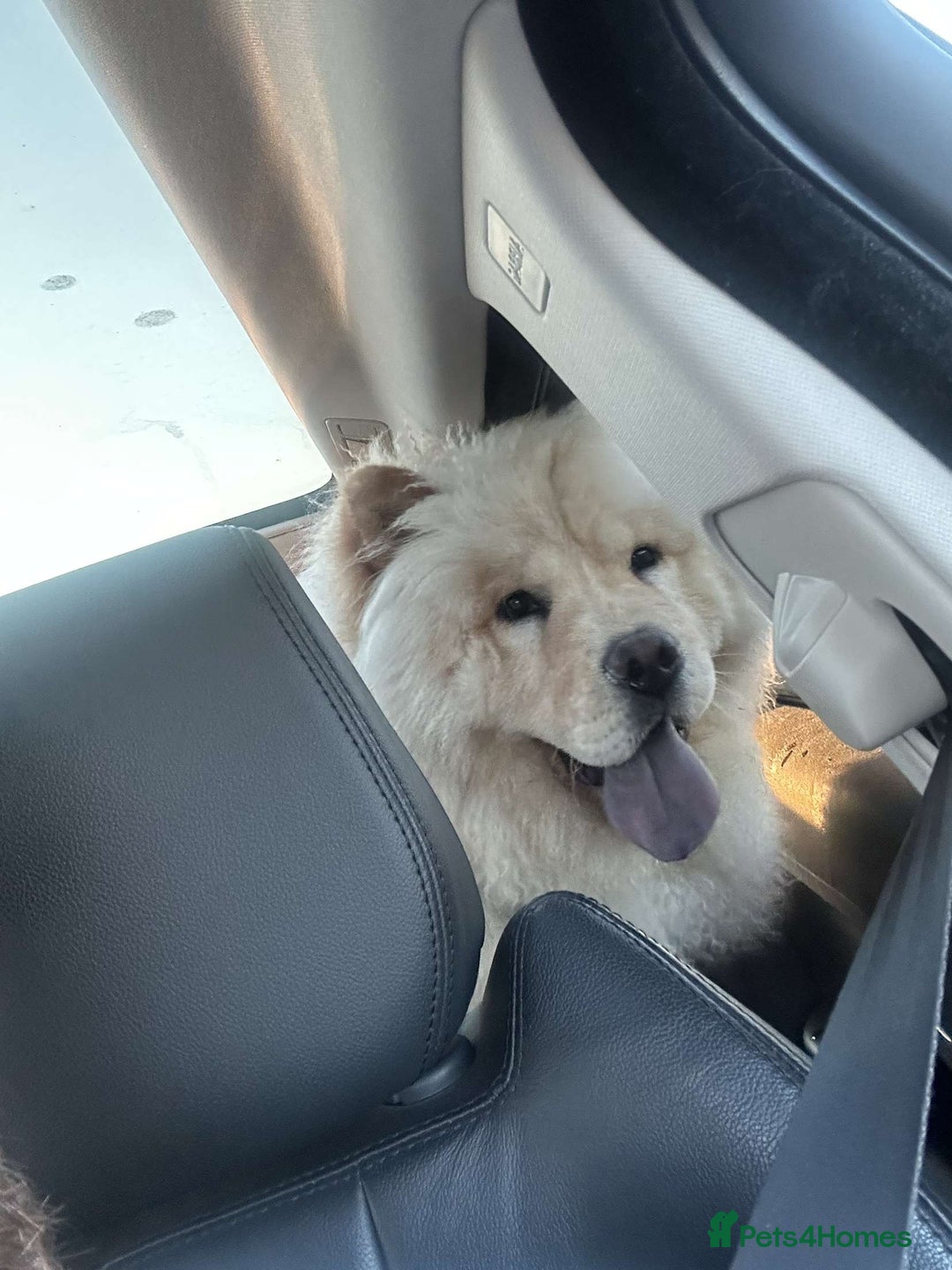 Chow Chow dogs for sale: Sully the chow chow - Image 3