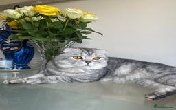 Scottish Fold cats for sale: Adorable playful scottish fold kittens  - Image 37