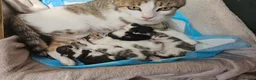 European cats for sale: 5 European Kittens  - Advert 2