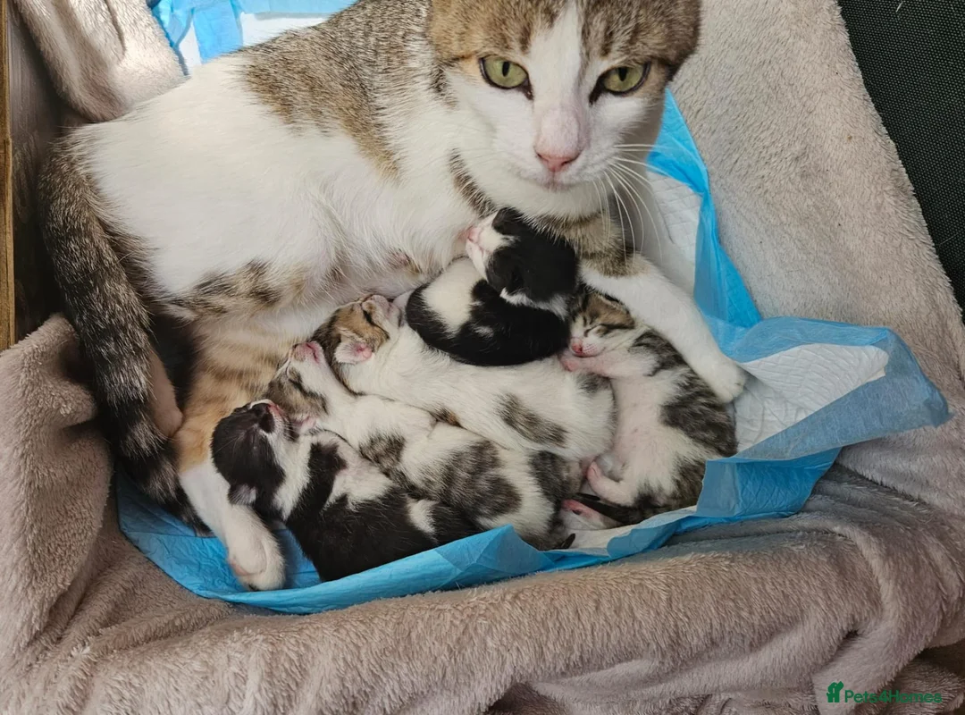 European cats for sale: 5 European Kittens  - Advert 2
