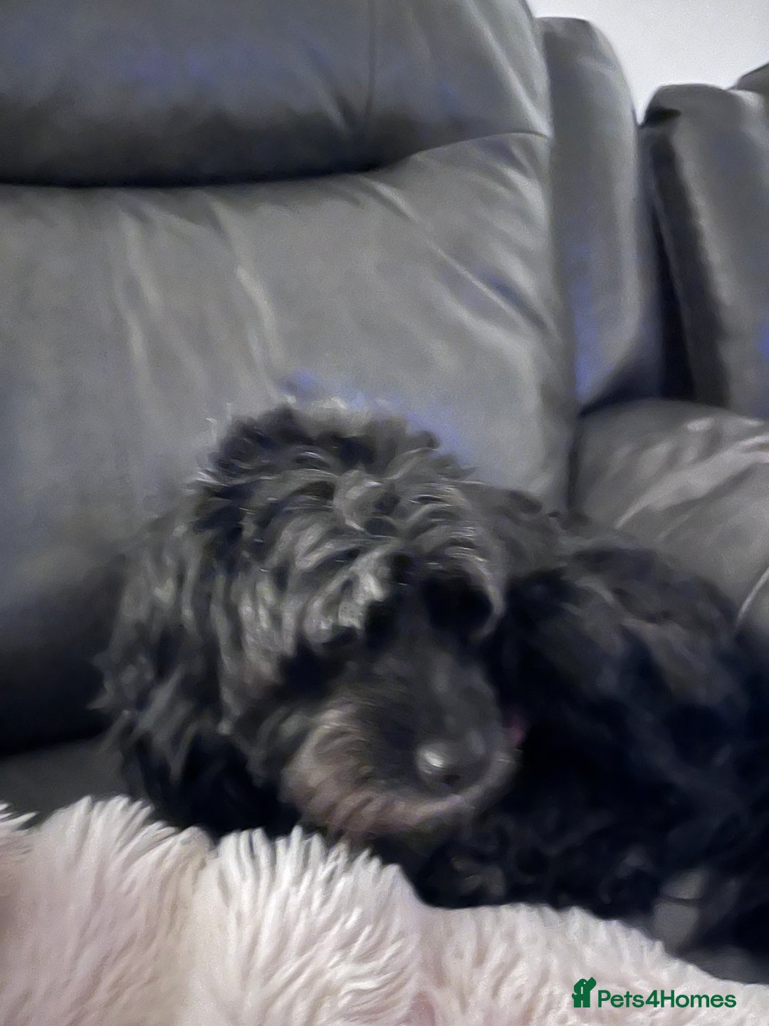 Cavapoo dogs for sale: STUNNING F1b REVERSE Cavapoos - Advert 2