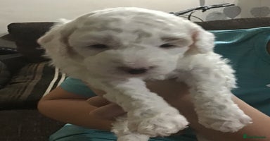 Cockapoo dogs - Advert 13