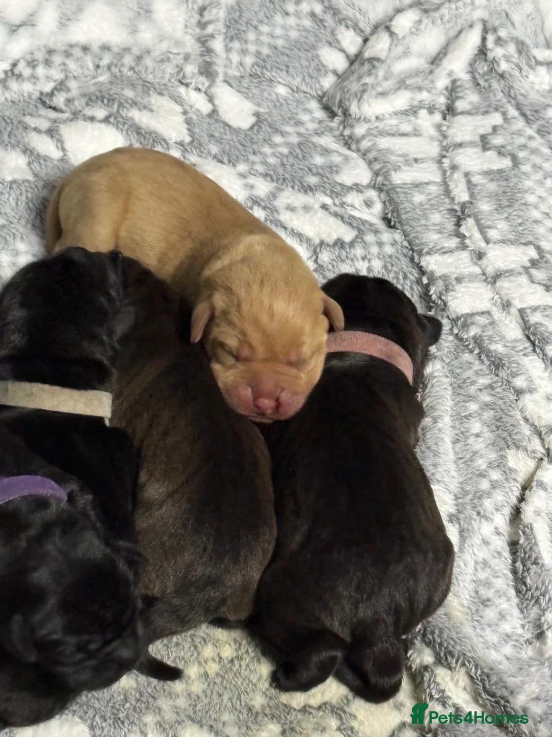 Mixed Breed dogs for sale: A very rare cross bread of dog. The shardor.  in Banbury - Advert 2