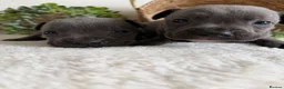 Staffordshire Bull Terrier dogs for sale: STUNNING BLUE KC STAFFORDSHIRE BULL TERRIERS  - Advert 6