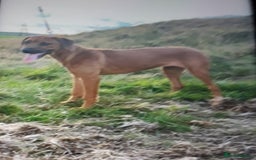 Rhodesian Ridgeback dogs for sale: Beautiful Kc Registered  - Image 5