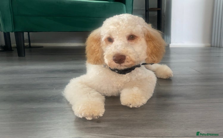 Cockapoo dogs - Advert 1