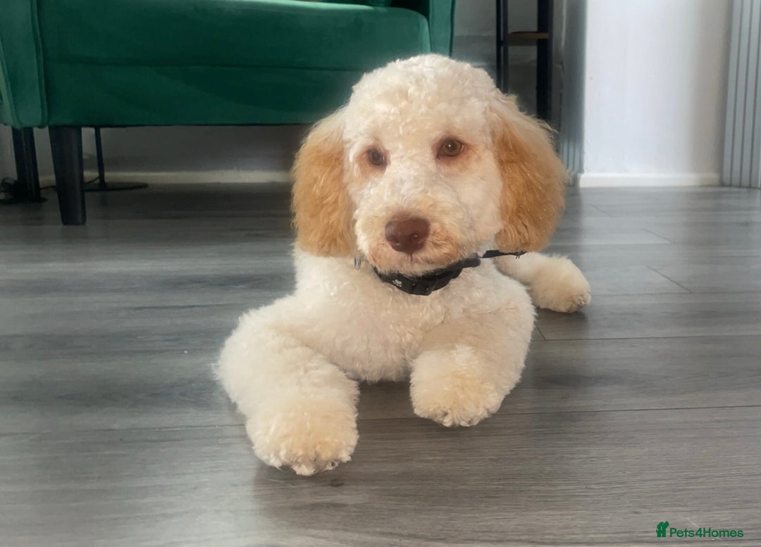 Cockapoo dogs for sale: Cream cockapoo - Image 1