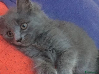 Mixed Breed cats Fluffy grey kitten - Advert 1
